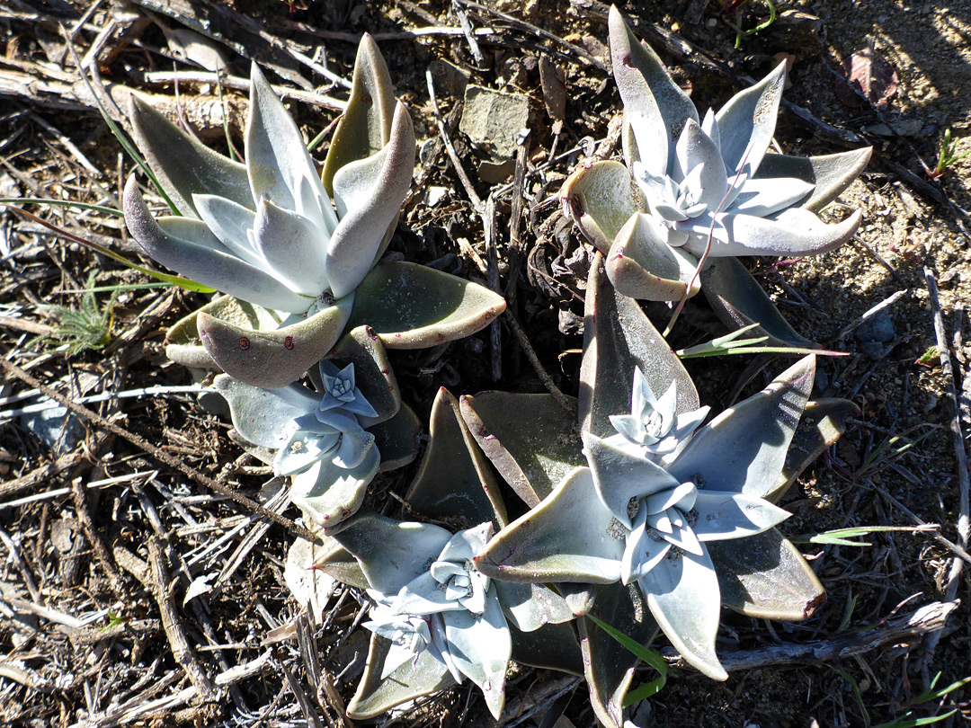 Young plants