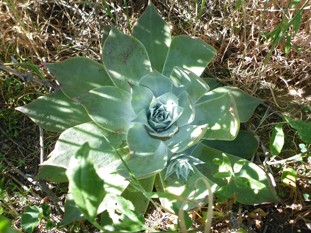 Leaf rosette