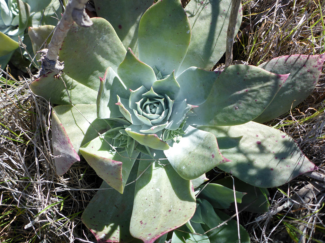 Pointed leaves