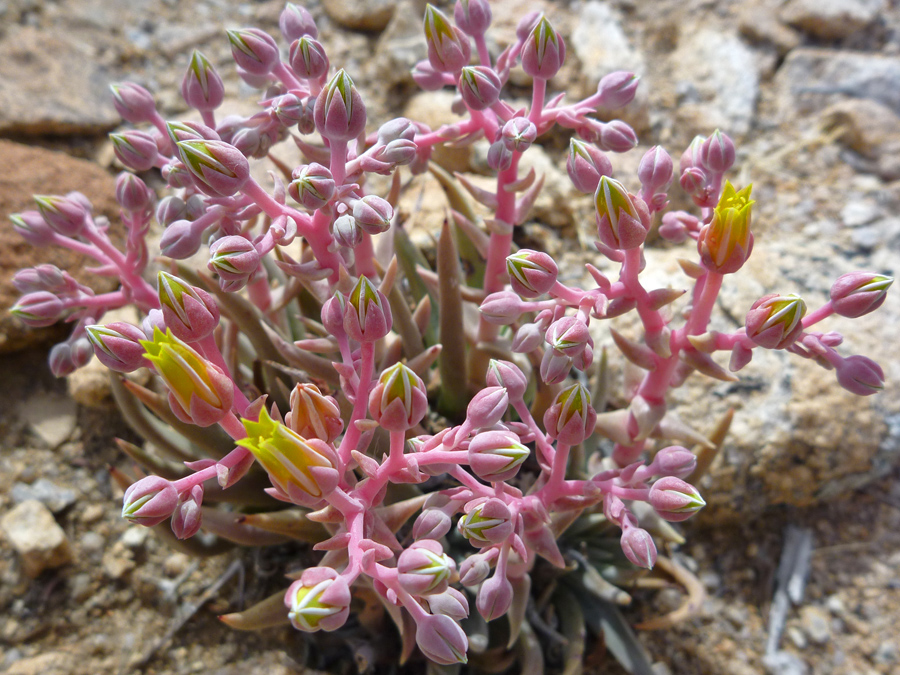 Dudleya Saxosa