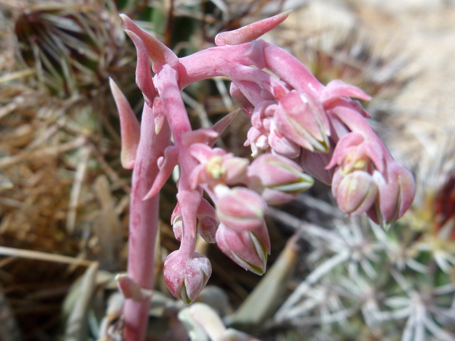 Red stalk