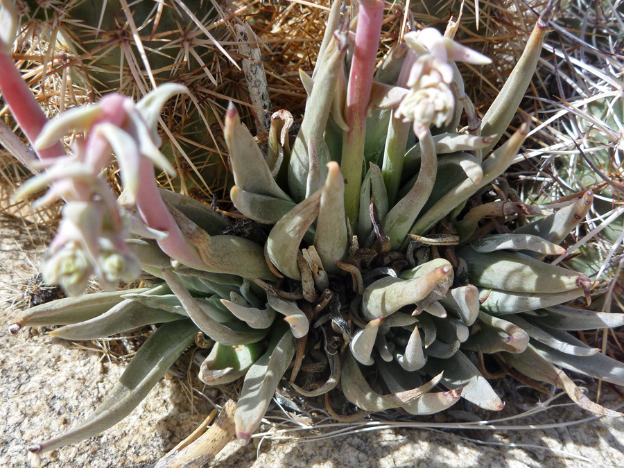 Basal leaves