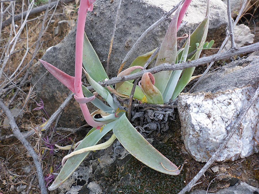 Grey-green leaves