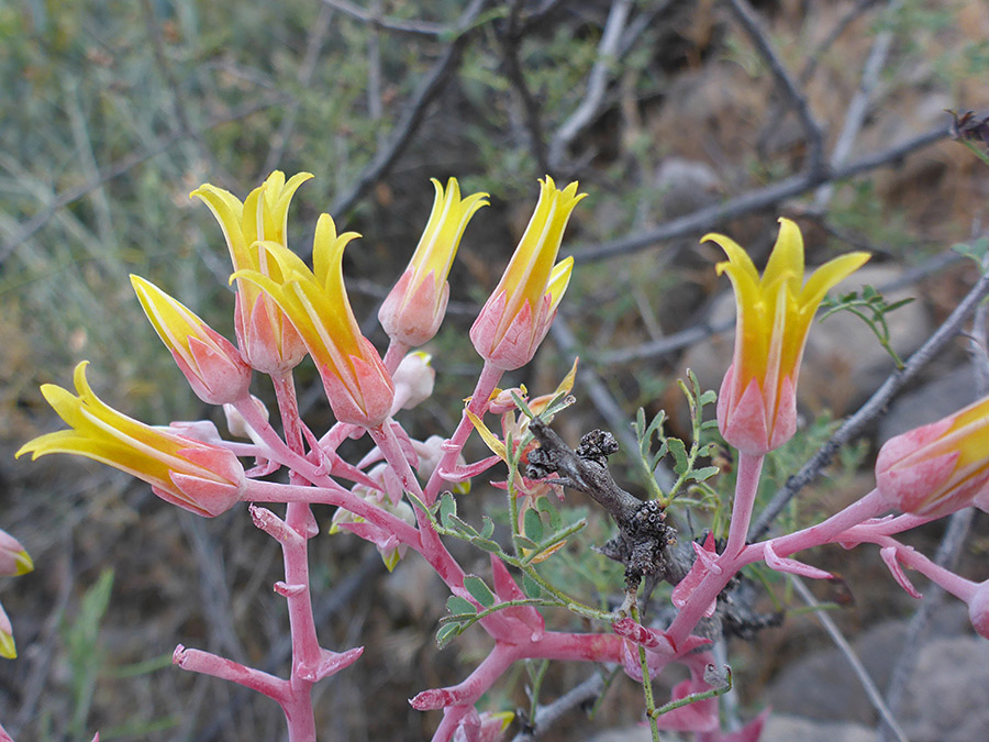 Bright yellow flowers