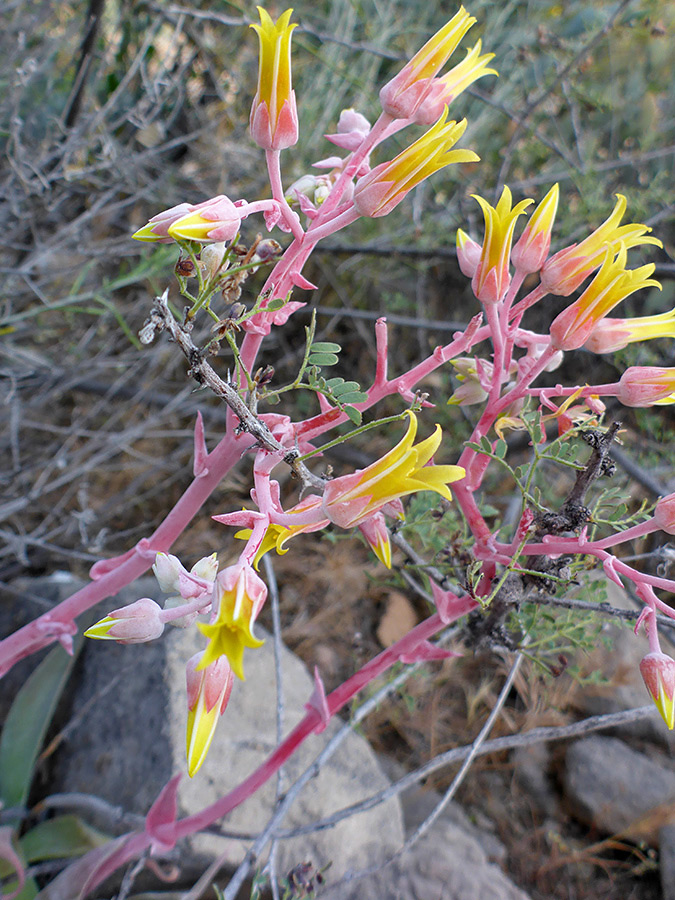 Red stems and bracts