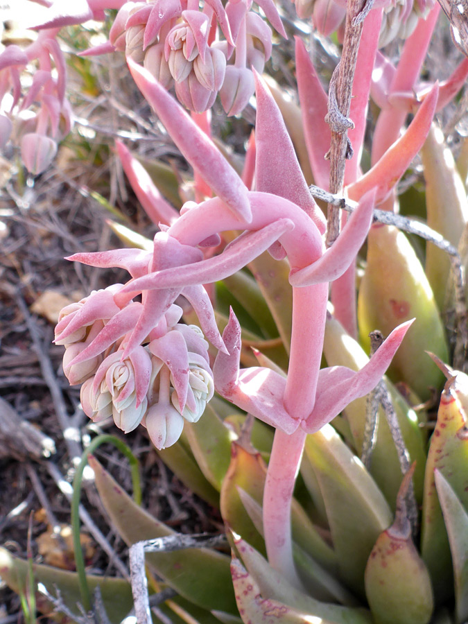 Curving flower stalk