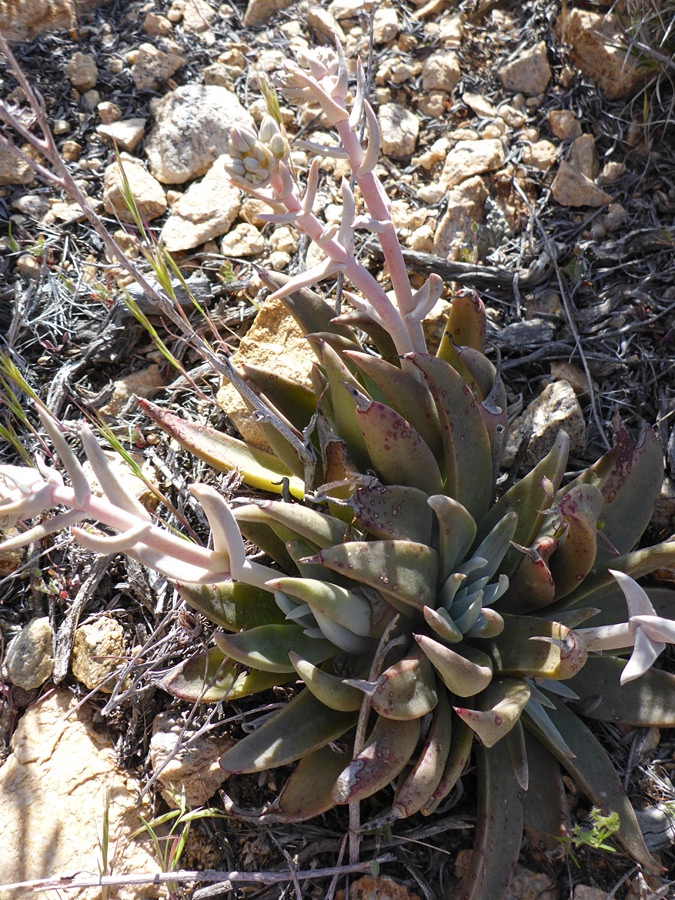 Leaves and stems