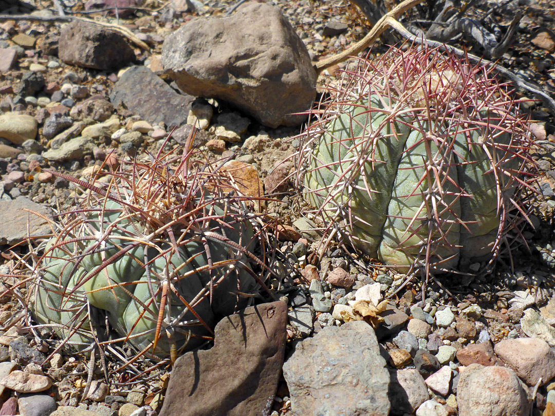 Two stems