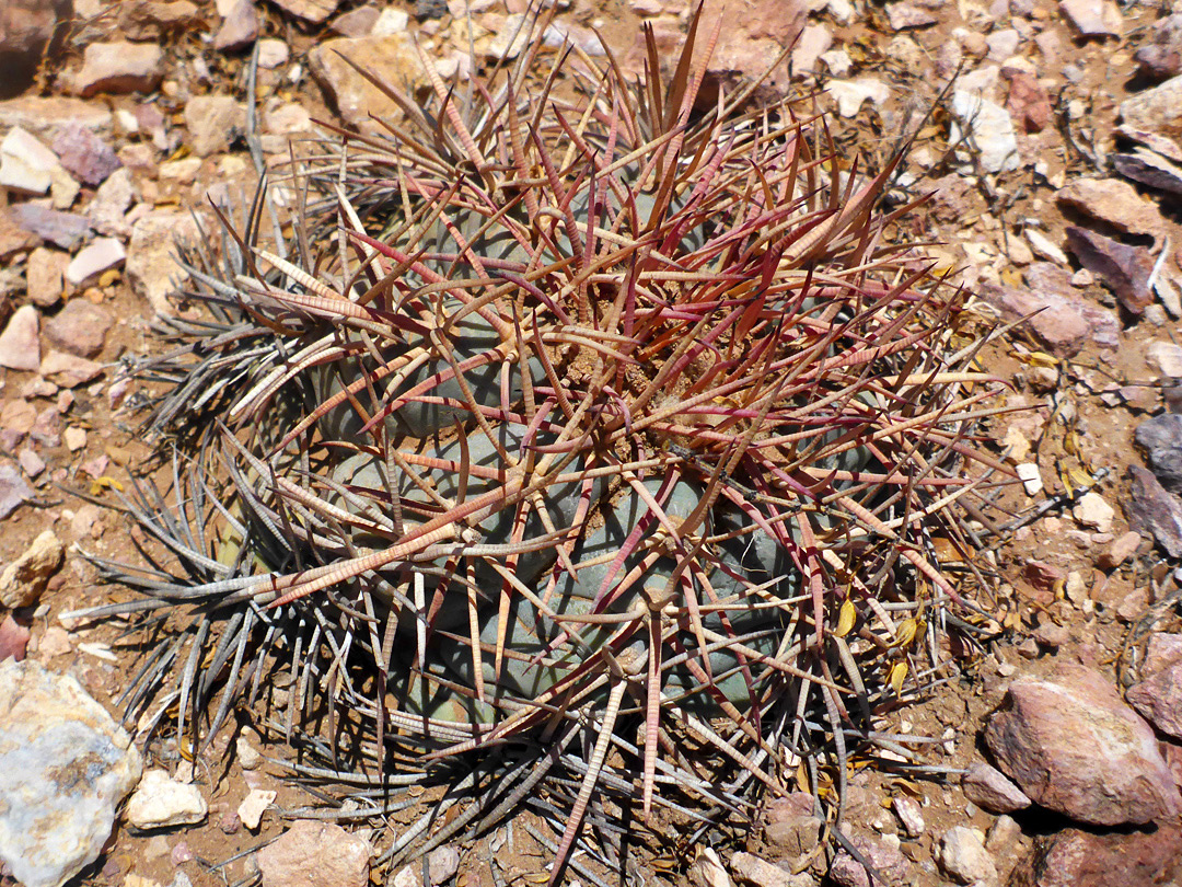 Dense spines