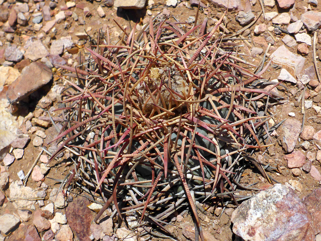 Spiny stem