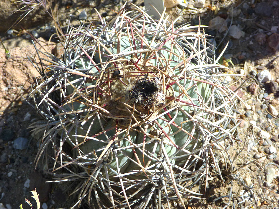 Overlapping spines 