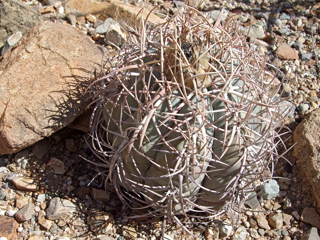Echinocactus horizonthalonius var nicholii