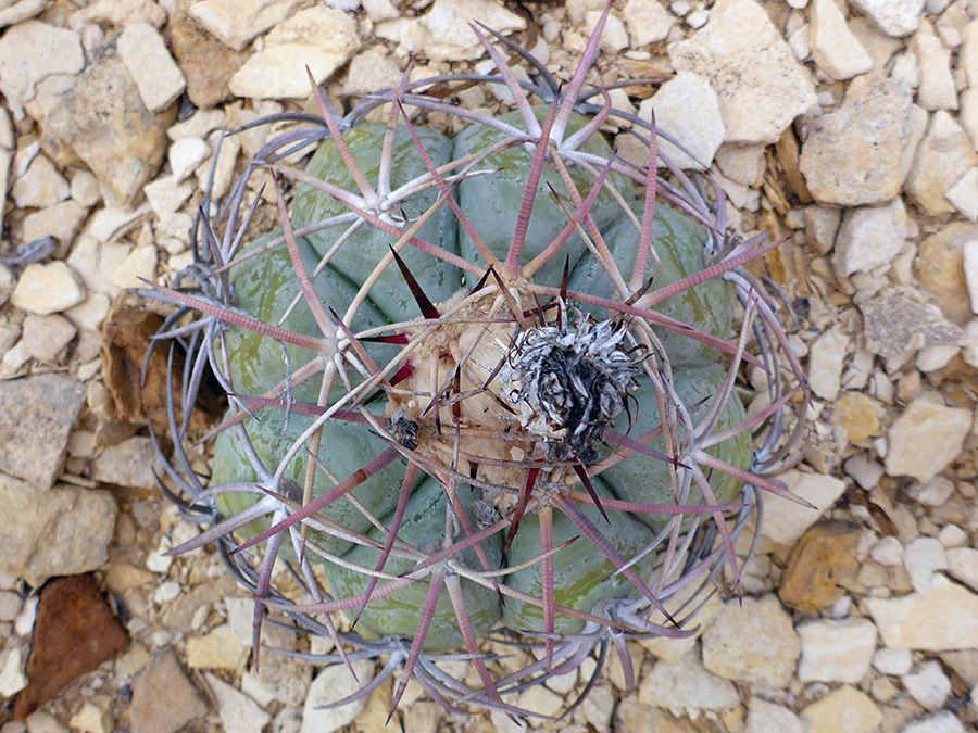 Dried flower