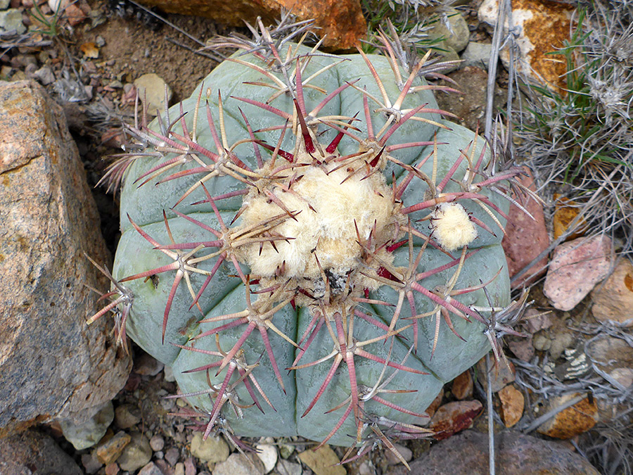 Woolly top