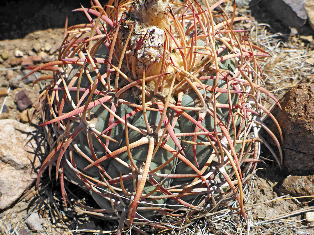 Reddish-yellow spines