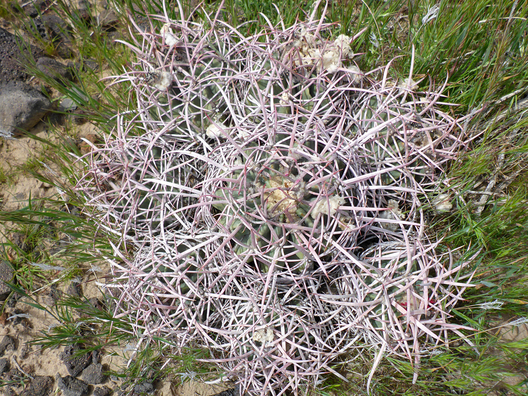 Eight-stem cluster