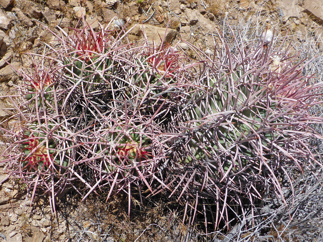 Six-stem cluster