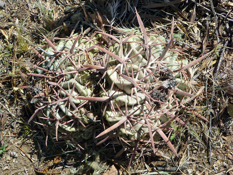 Two cacti