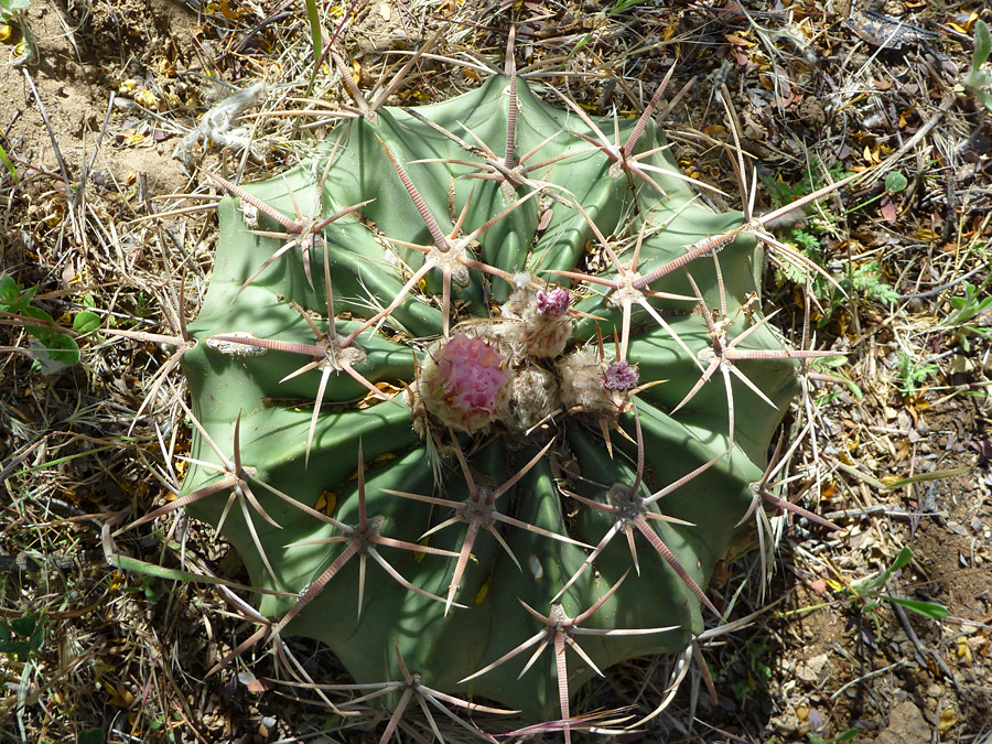 Plant with flower buds