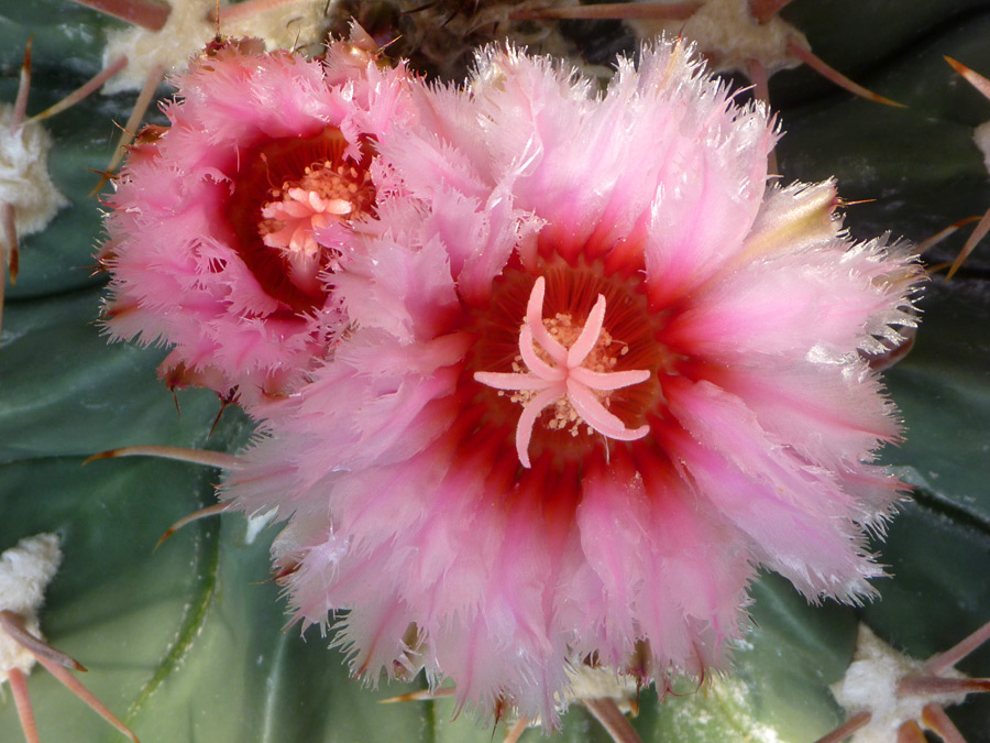 Pink flowers