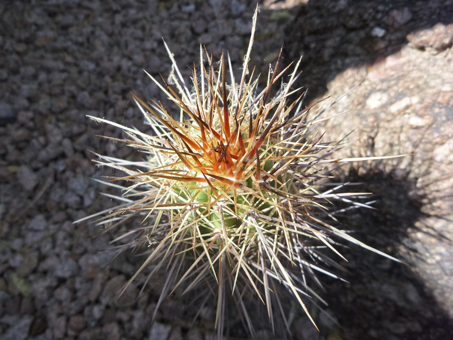 Brown spines