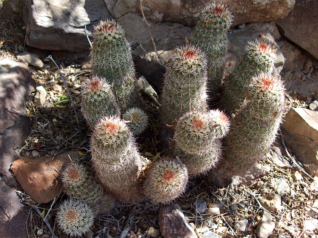 Cluster of echinocereus bonkerae