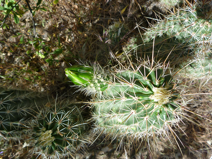 Green bud