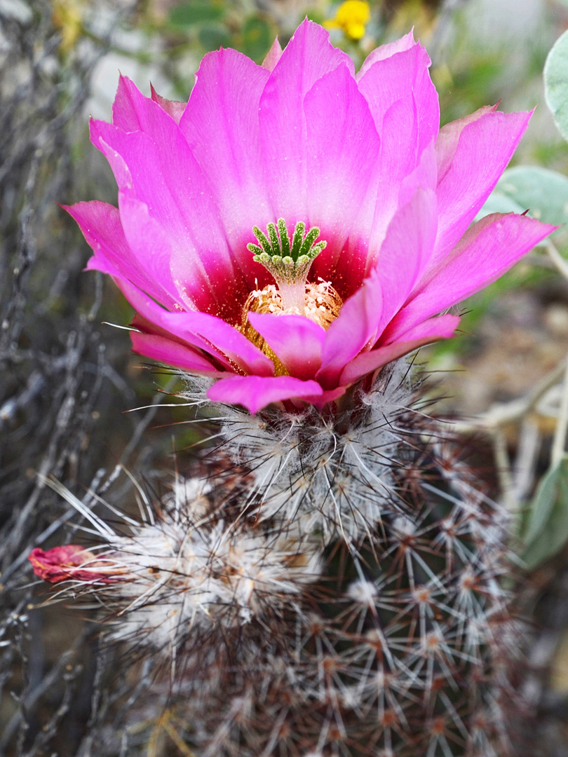 Pink flower