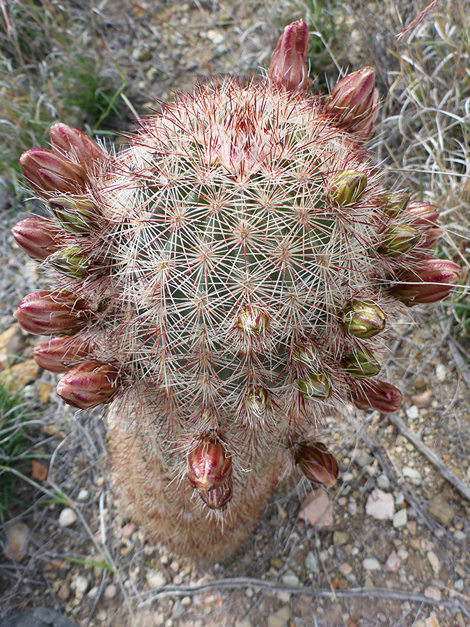 Many buds