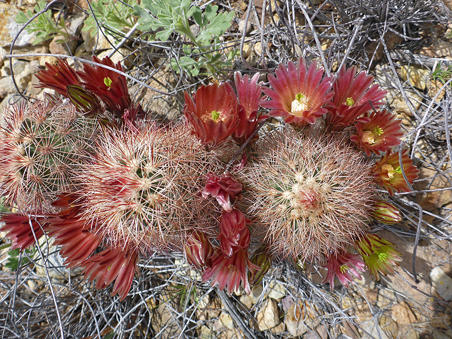 Red flowers