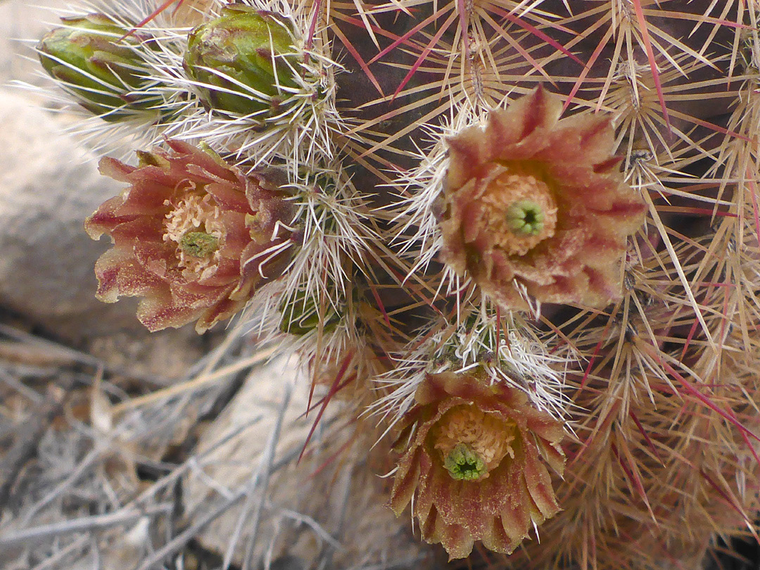 Buds and flowers