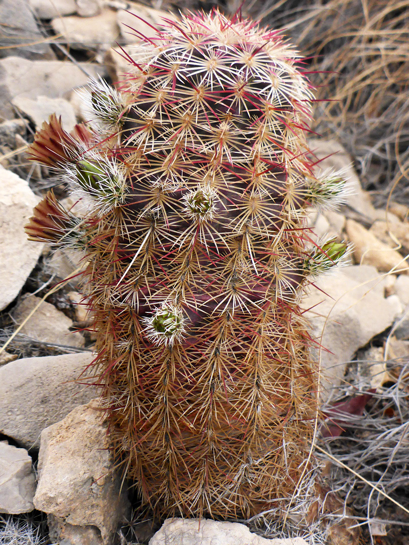 Red and white spines