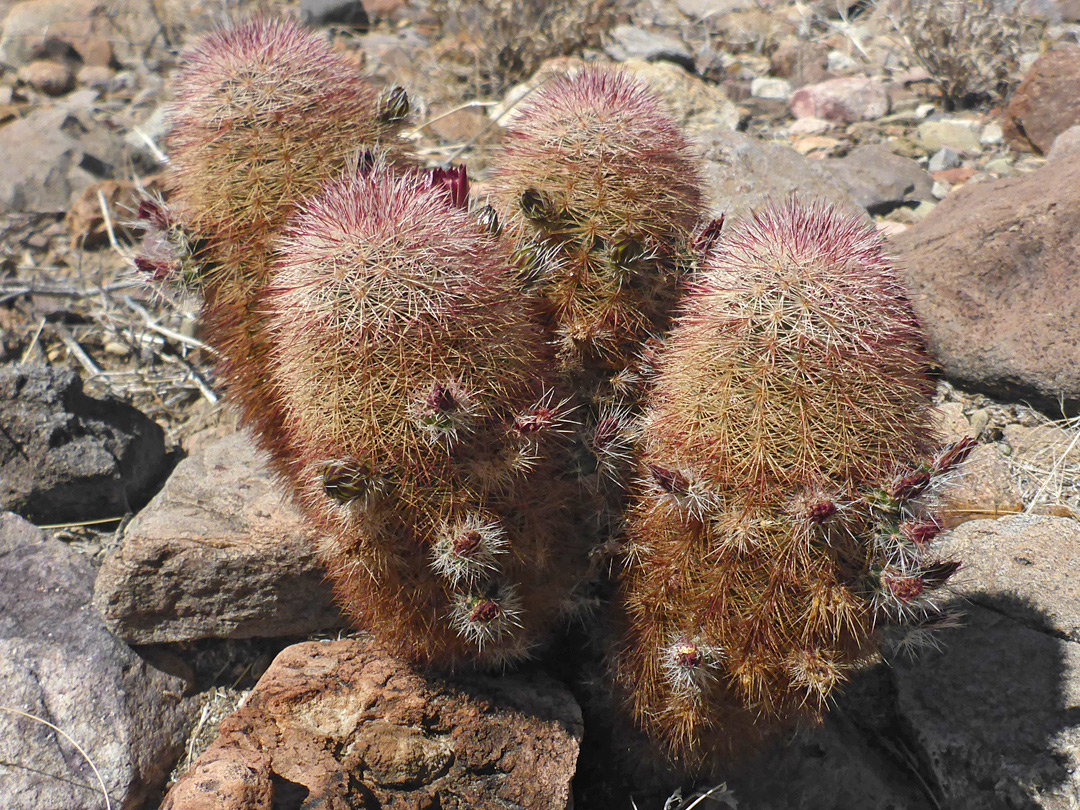 Four stems