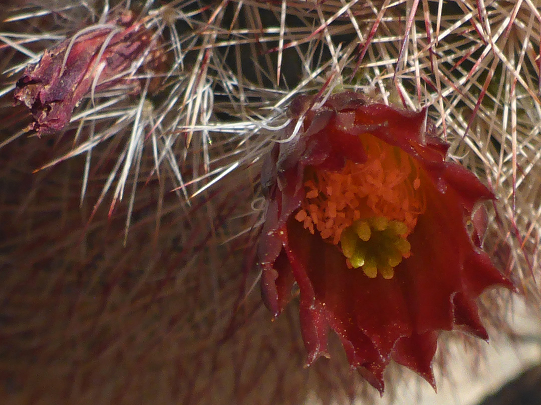 Red flower