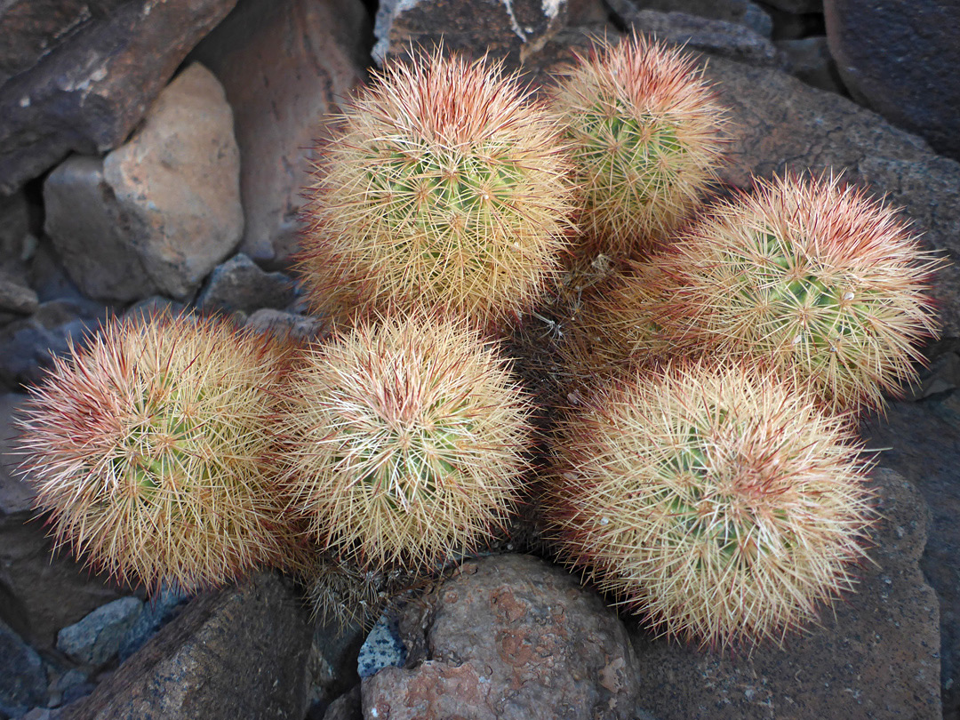 Six stems
