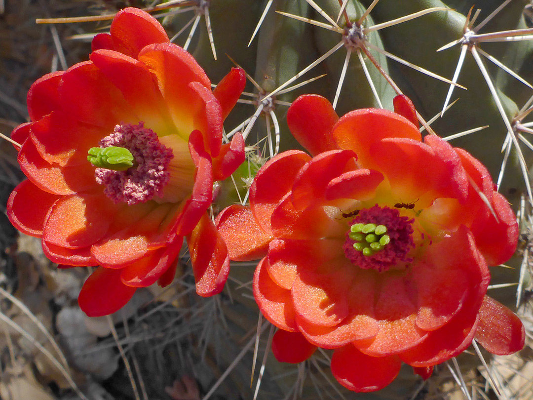 Pair of flowers