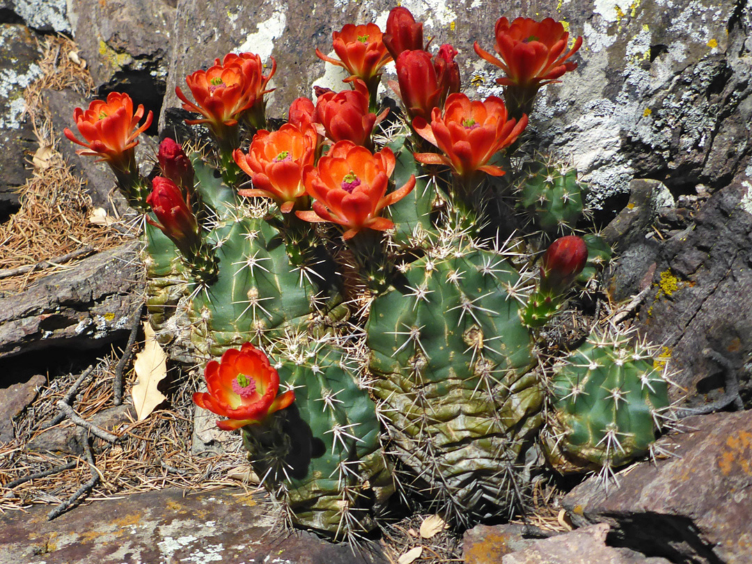 Flowering stems