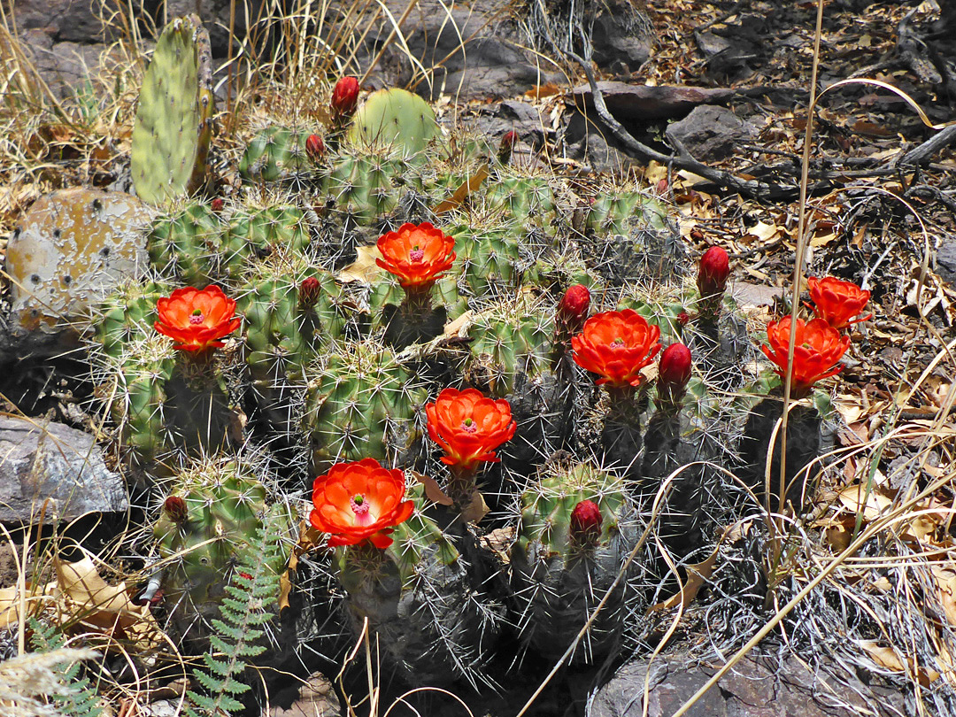 Plant in flower