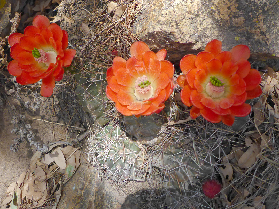 Three flowers