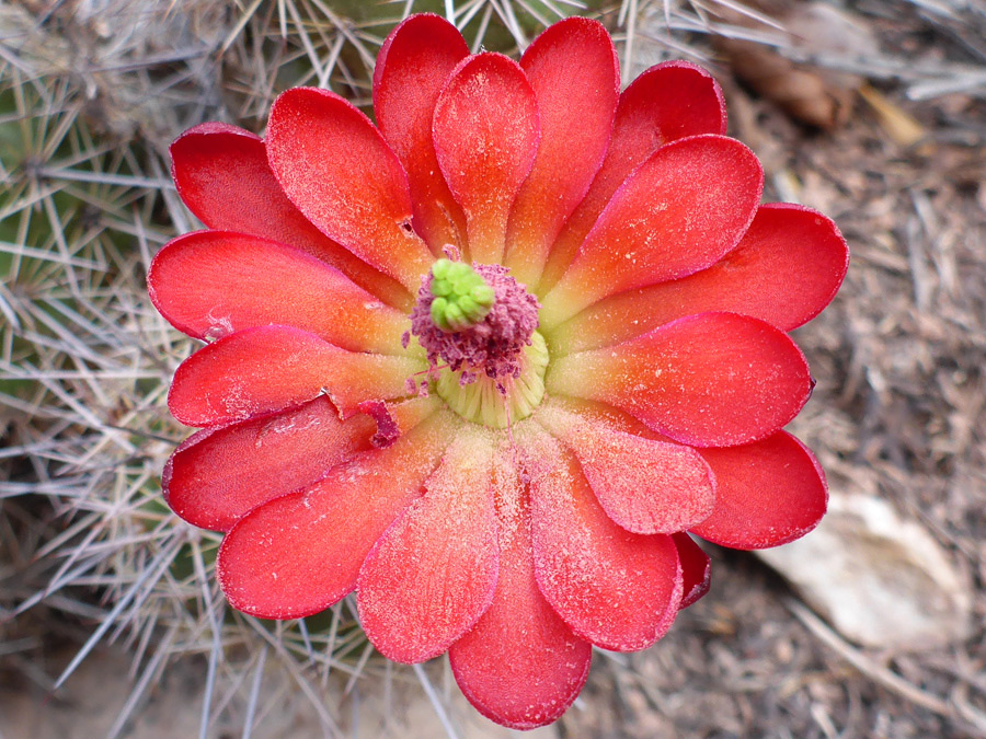 Bright red tepals