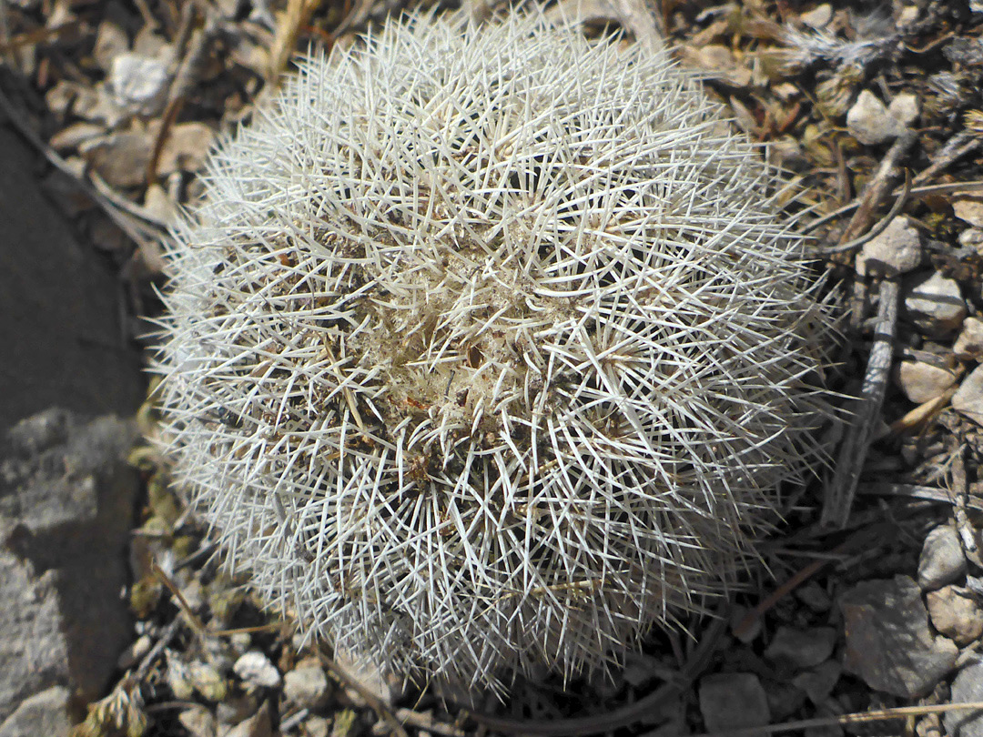 White spines