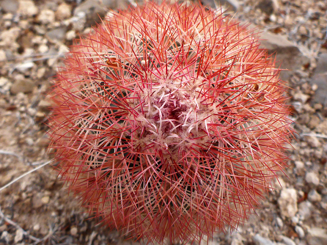 Red spines