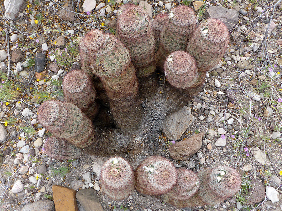 Group of stems