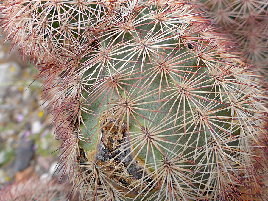 Spine clusters