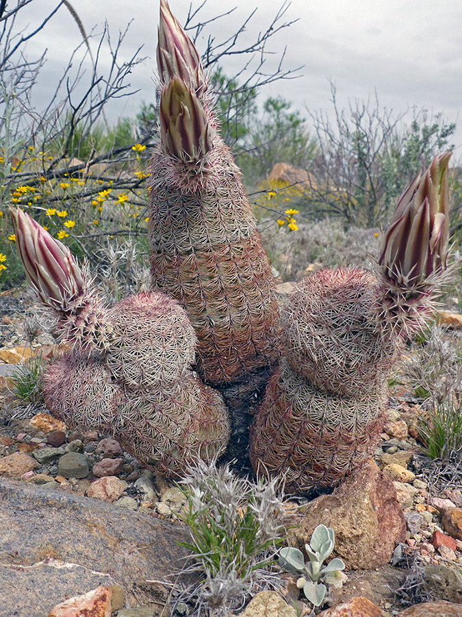 Three stems