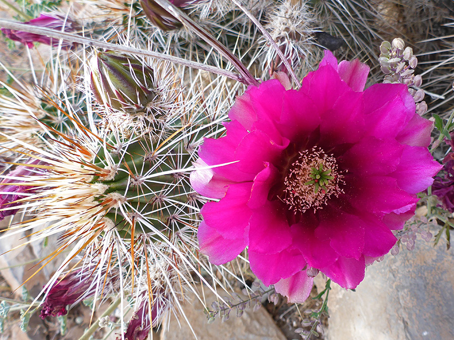 Large flower