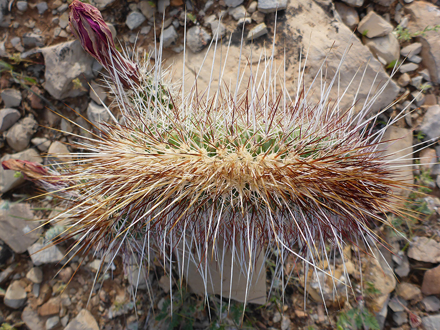 Many spines