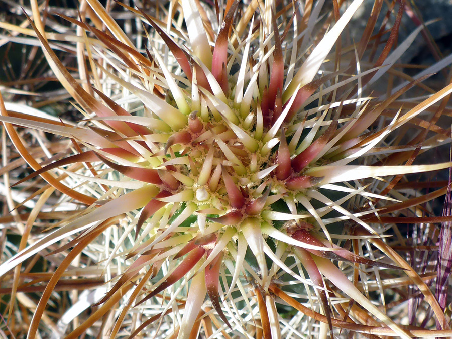 Young spines