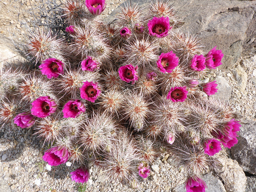 Many flowers