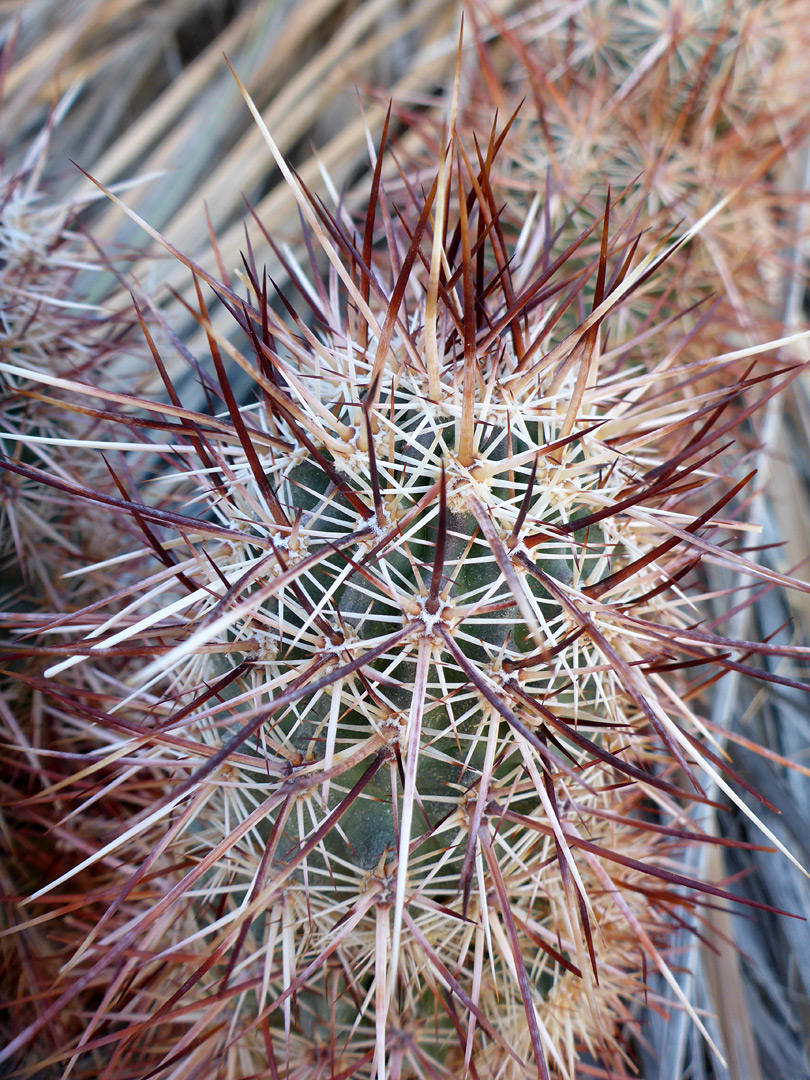 Light and dark spines